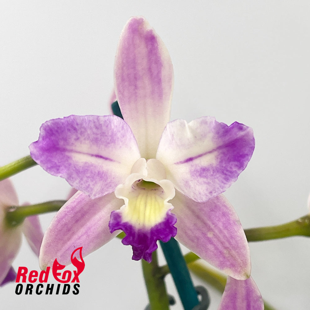 Cattleya crispata X Blc. Tzeng-Wen Beauty