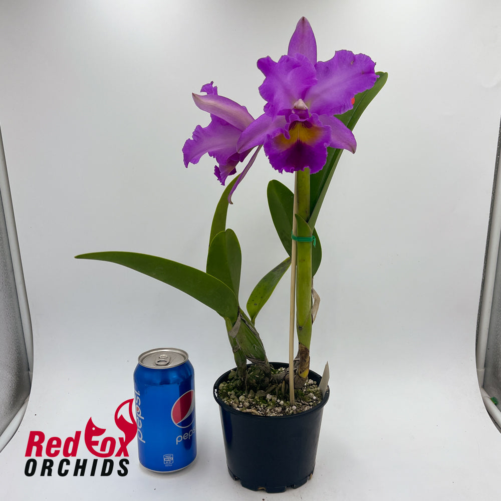 Brassolaeliocattleya (Burdekin delight x Narooma) x Roy Maidment 'Dawn Light'