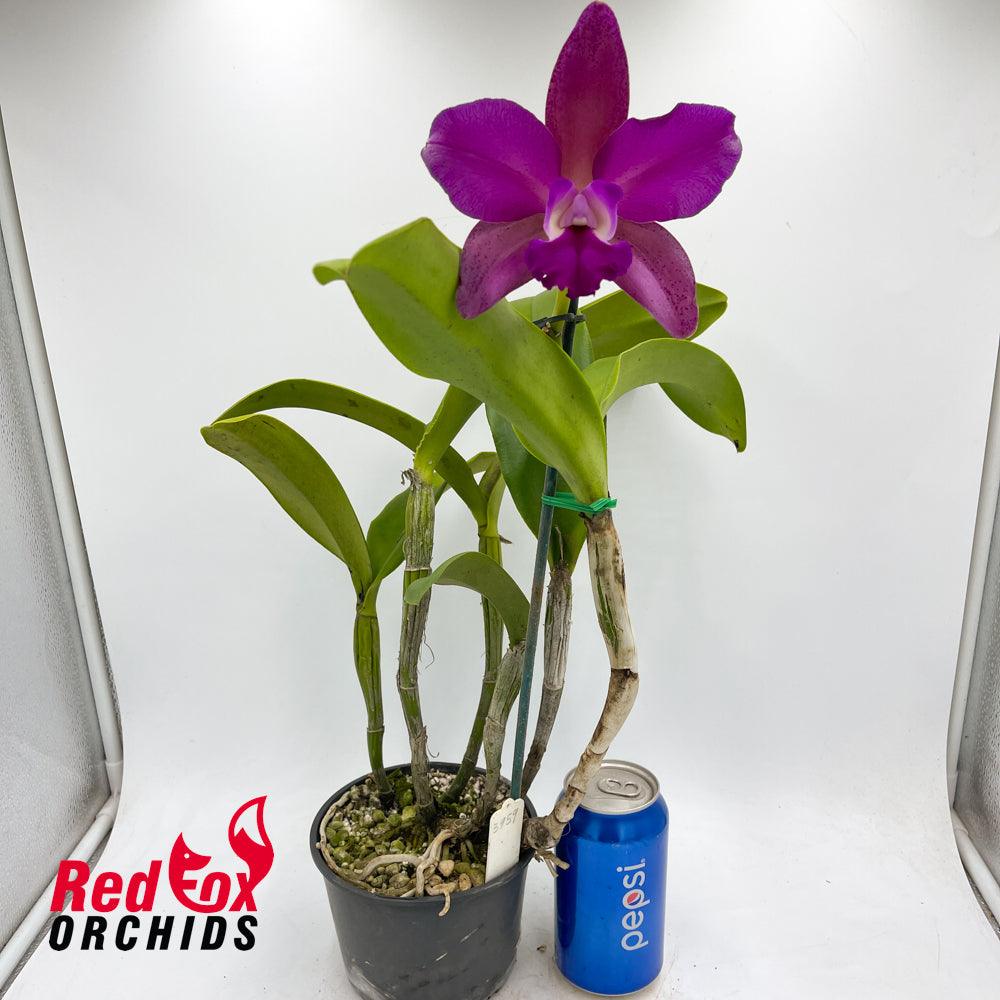 Cattleya tigrina var. albina x Brassolaeliocattleya (Haw Yuan Beauty x Melody Fair)