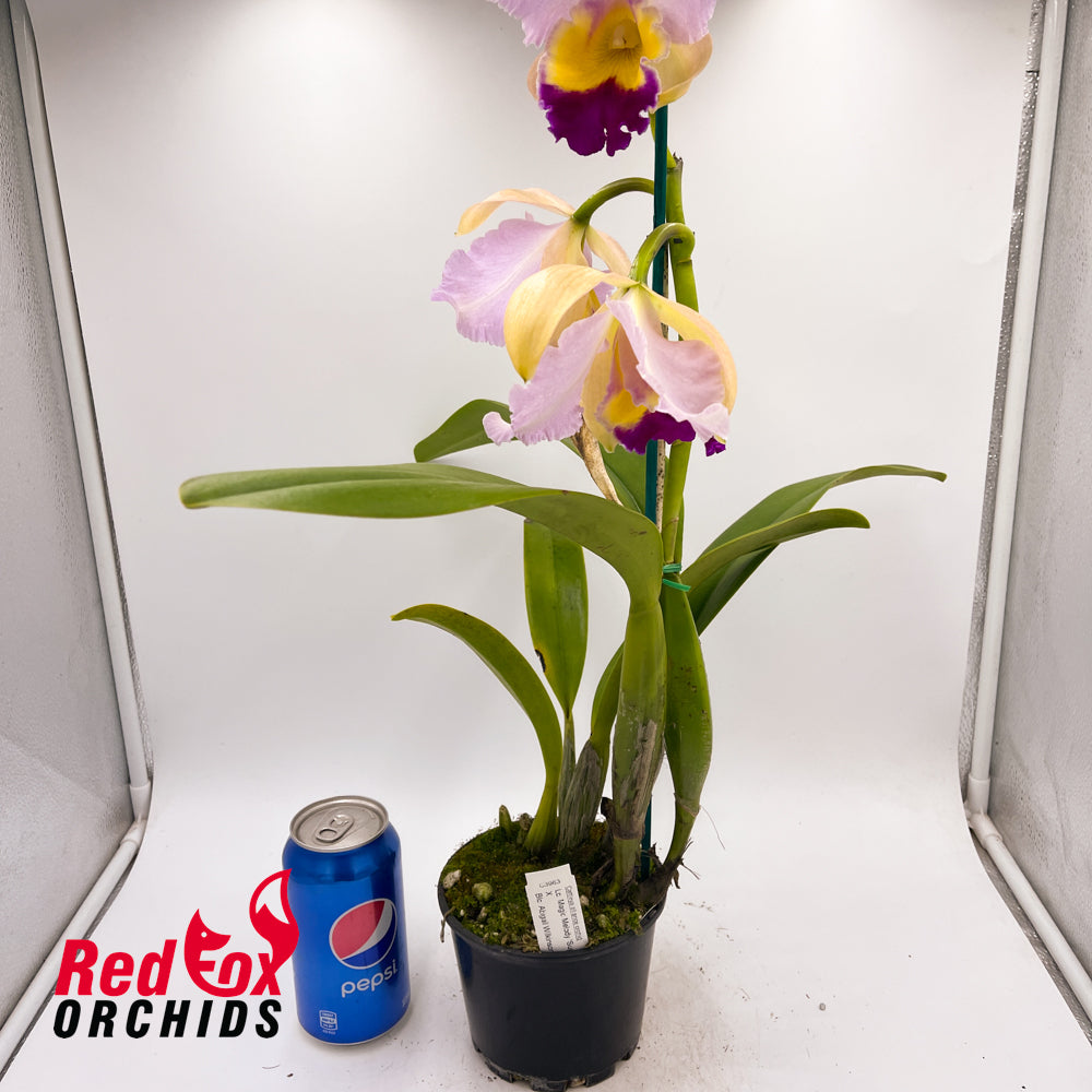 Laeliocattleya Magic Melody 'Superb' X Blc. Abigail Wilkinson