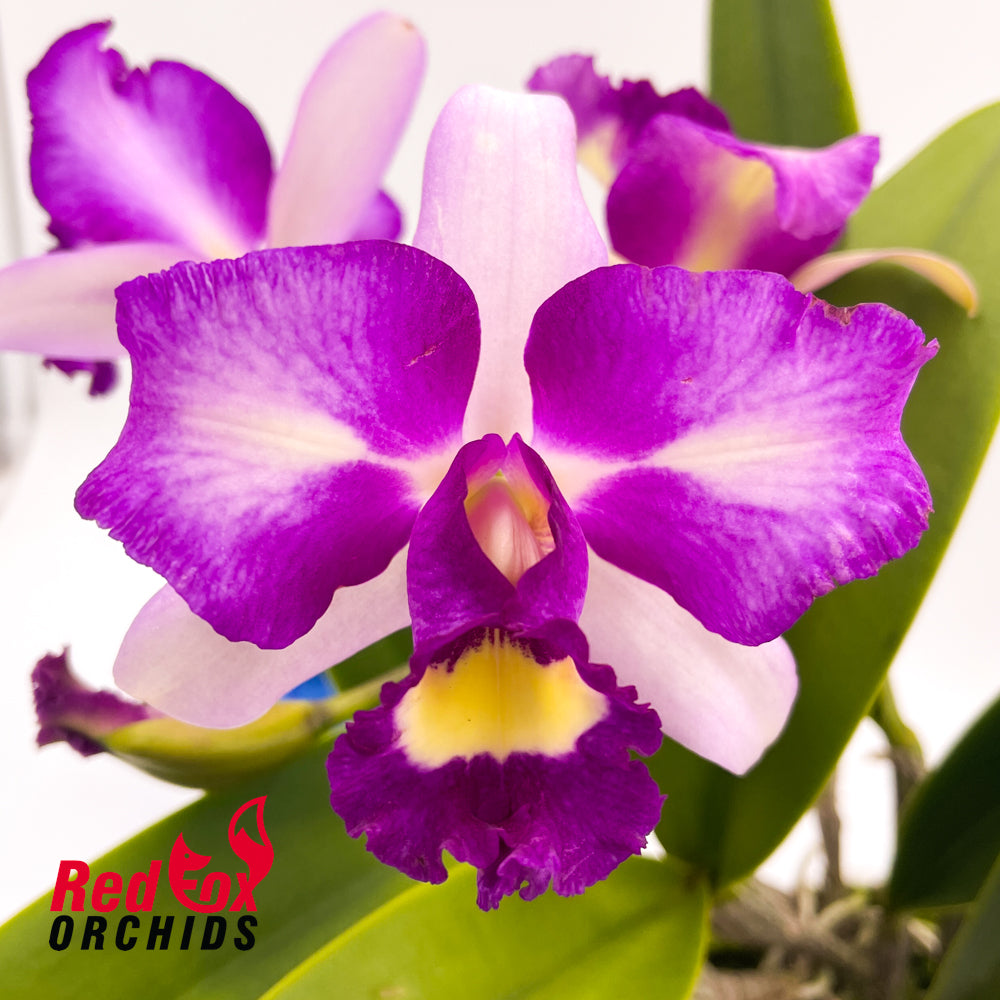 Brassolaeliocattleya Taiwan Angel