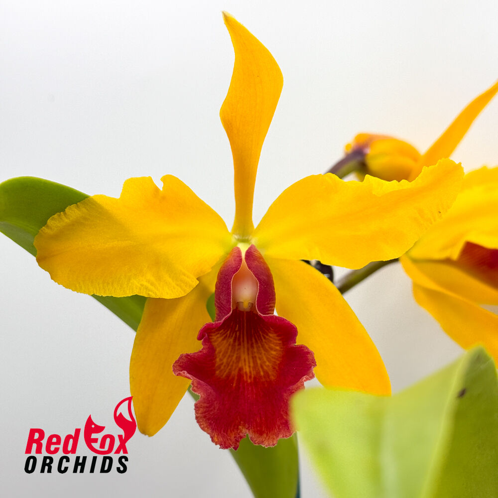 Laeliocattleya Susan Holcombe 'Yellow & Red' X Blc. Hsinying Gold 'It's Shining'