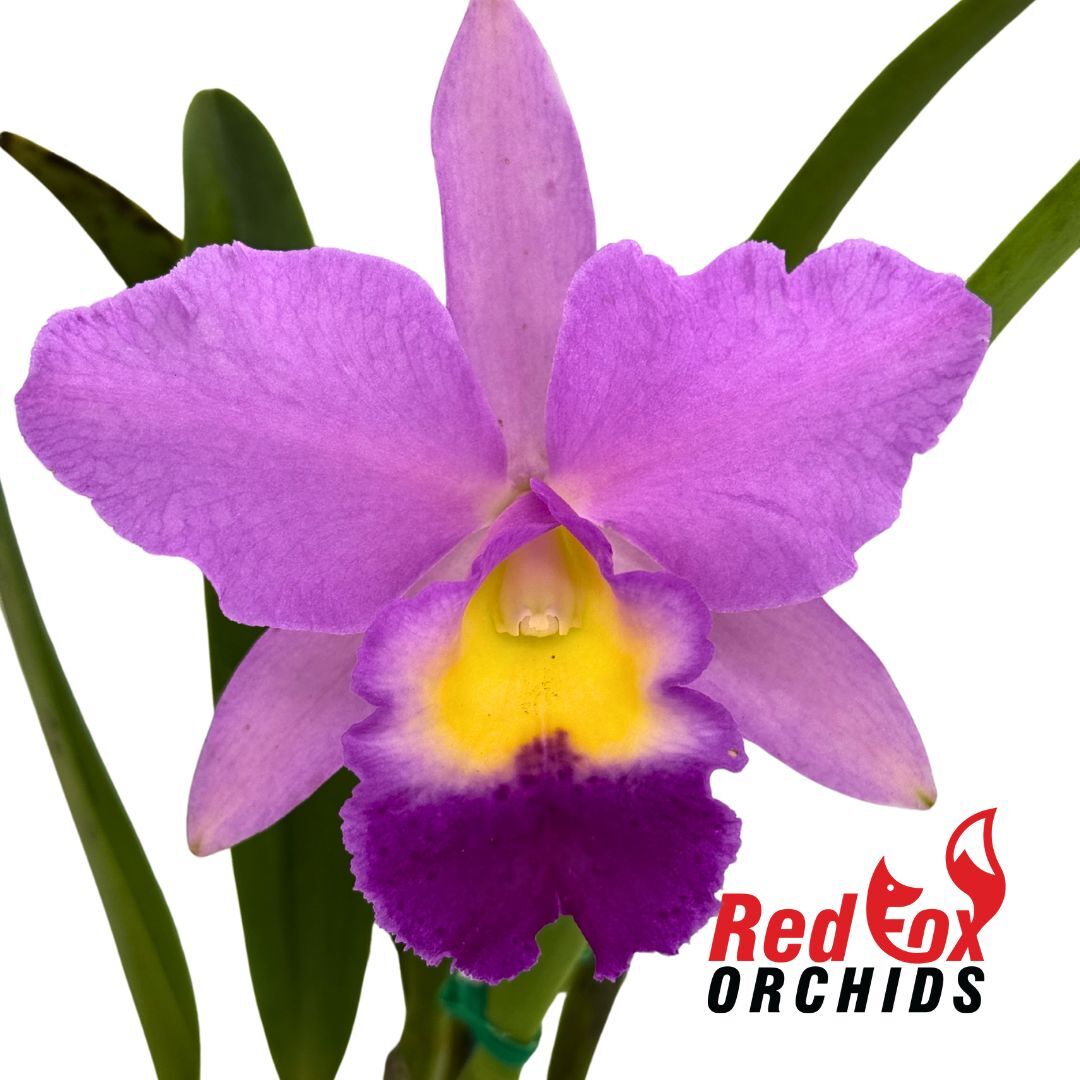 Brassolaeliocattleya Glenn Maidment 'Southern Cross' X Bc. Little Mermaid 'Janet'
