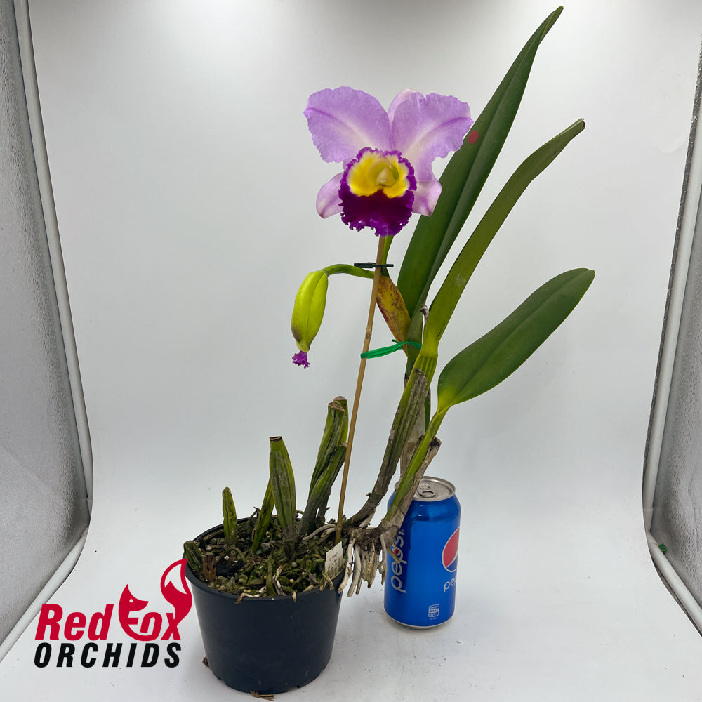 Laeliocattleya (Mari's Song x Supersonic) x Brassolaeliocattleya Glenn Maidment 'Southern Cross'