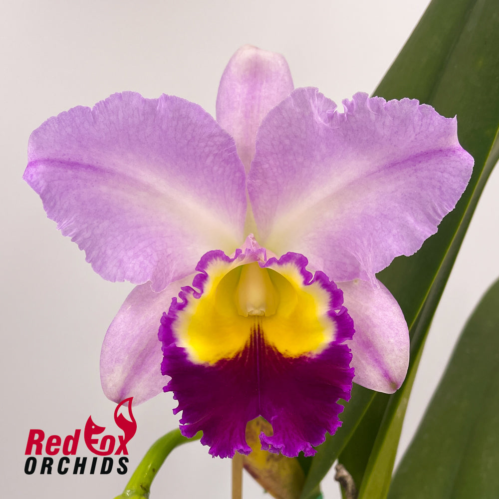 Laeliocattleya (Mari's Song x Supersonic) x Brassolaeliocattleya Glenn Maidment 'Southern Cross'