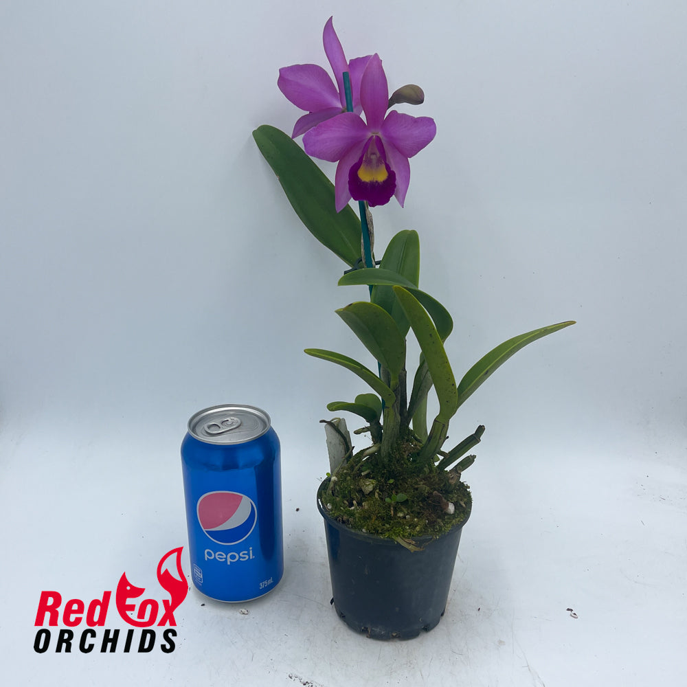 Brassolaeliocattleya Topaz Love 'Dark on Darker' X Burdekin Delight 'Dreamtime'