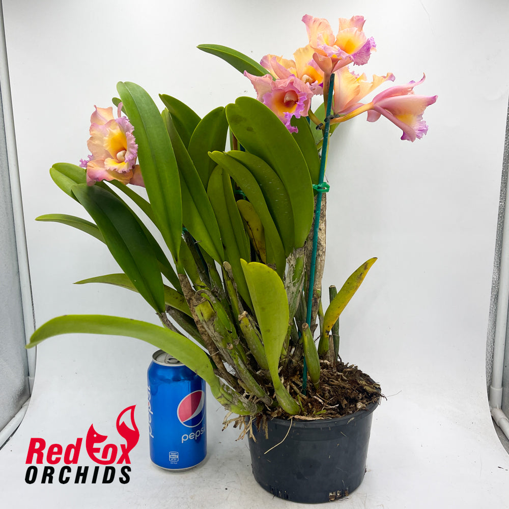 Brassolaeliocattleya Glenlee Delight 'Super' x Brassolaeliocattleya Chunyeah 'Taiwan Queen'