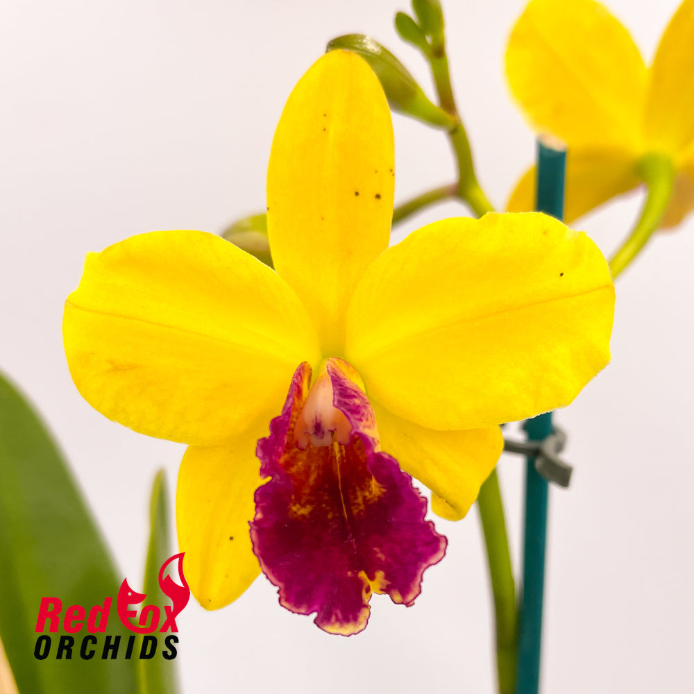 Brassolaeliocattleya Tzeng-Wen Dragon 'Orange, Red Splash' X Blc. Lovely Toshie 'H&R'
