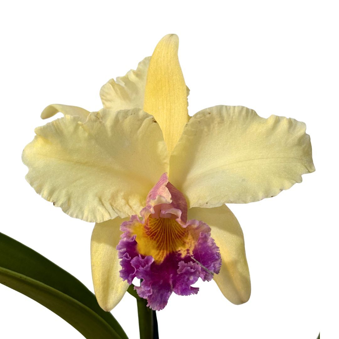 Brassolaeliocattleya Topaz Georgie Girl x Blc George King 'Serendipity'