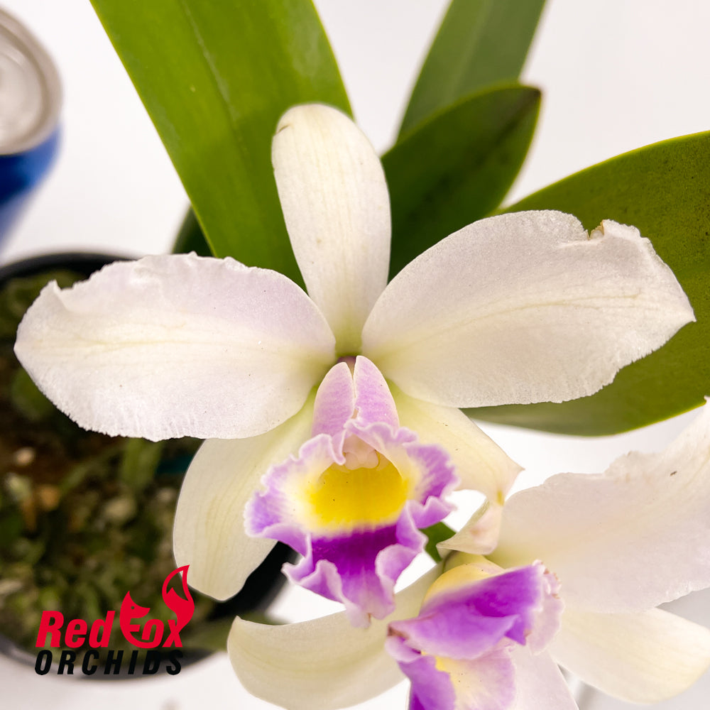 Brassolaeliocattleya Topaz Love 'Simple Splash Pot' X Blc. George King 'Southern Cross'