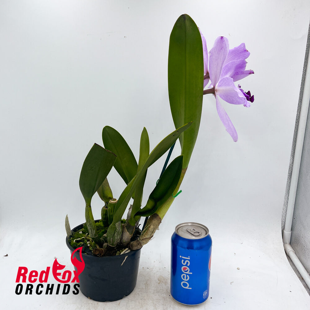 Laeliocattleya (Shirayukihime X Orglade's Glow) semi-alba X C. purpurata semi-alba 'Big & Tall'
