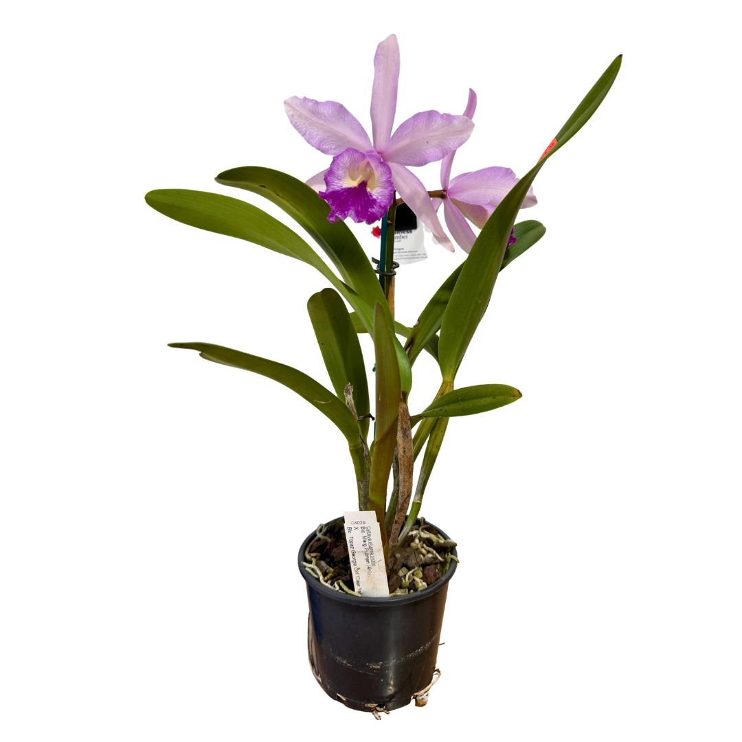 Brassolaeliocattleya Marg Putman (4n) X Blc. Topaz Georgie Girl