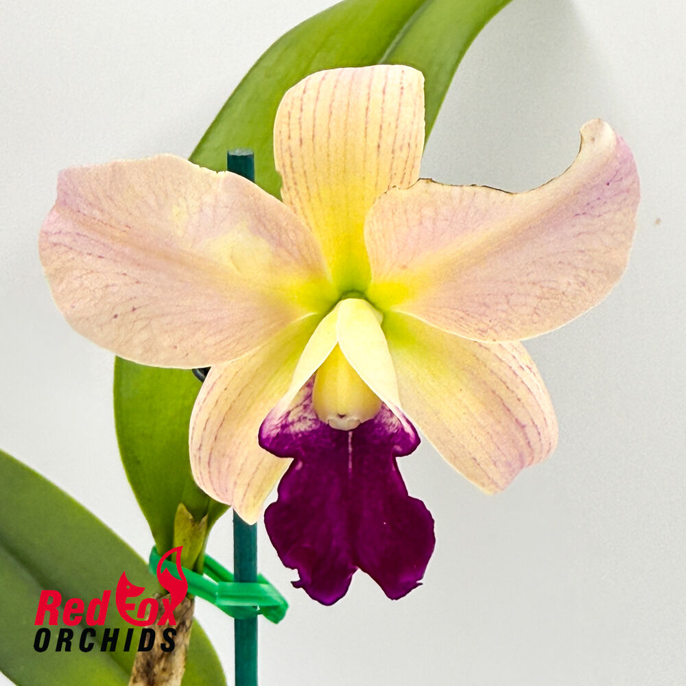 Brassolaeliocattleya Topaz Cauloso X Pot. Little Magician