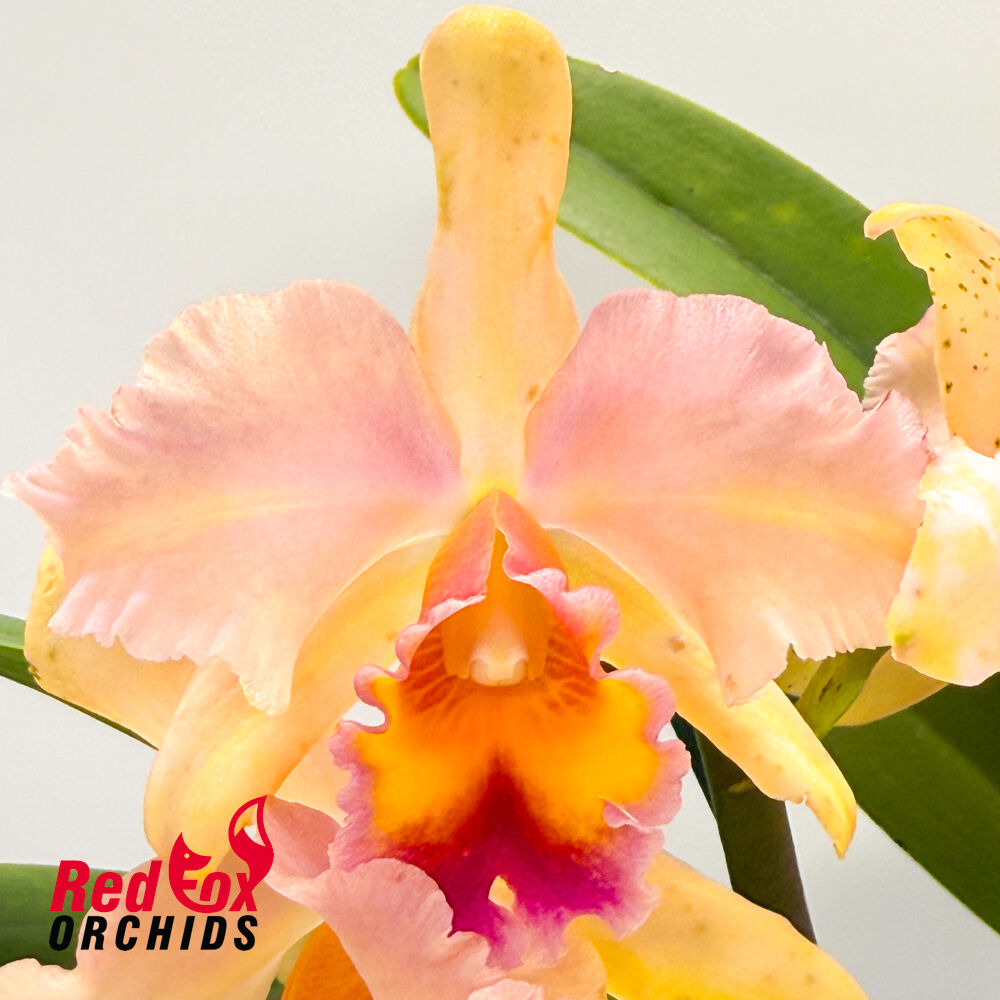 Brassolaeliocattleya Topaz Love 'Soft Splash' X Blc. George King 'Southern Cross'