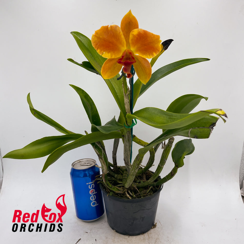 Laeliocattleya Susan Holcombe 'Yellow & Red' X Pot. (Burdekin Sunshine X Burdekin Happy Face)