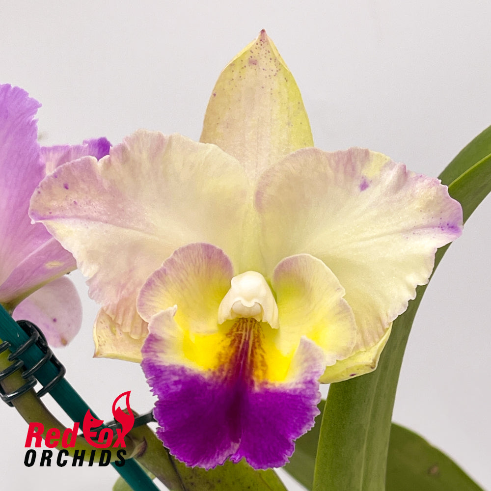 Laeliocattleya Mari's Song X Blc. (Scarlet Imp X California Girl)