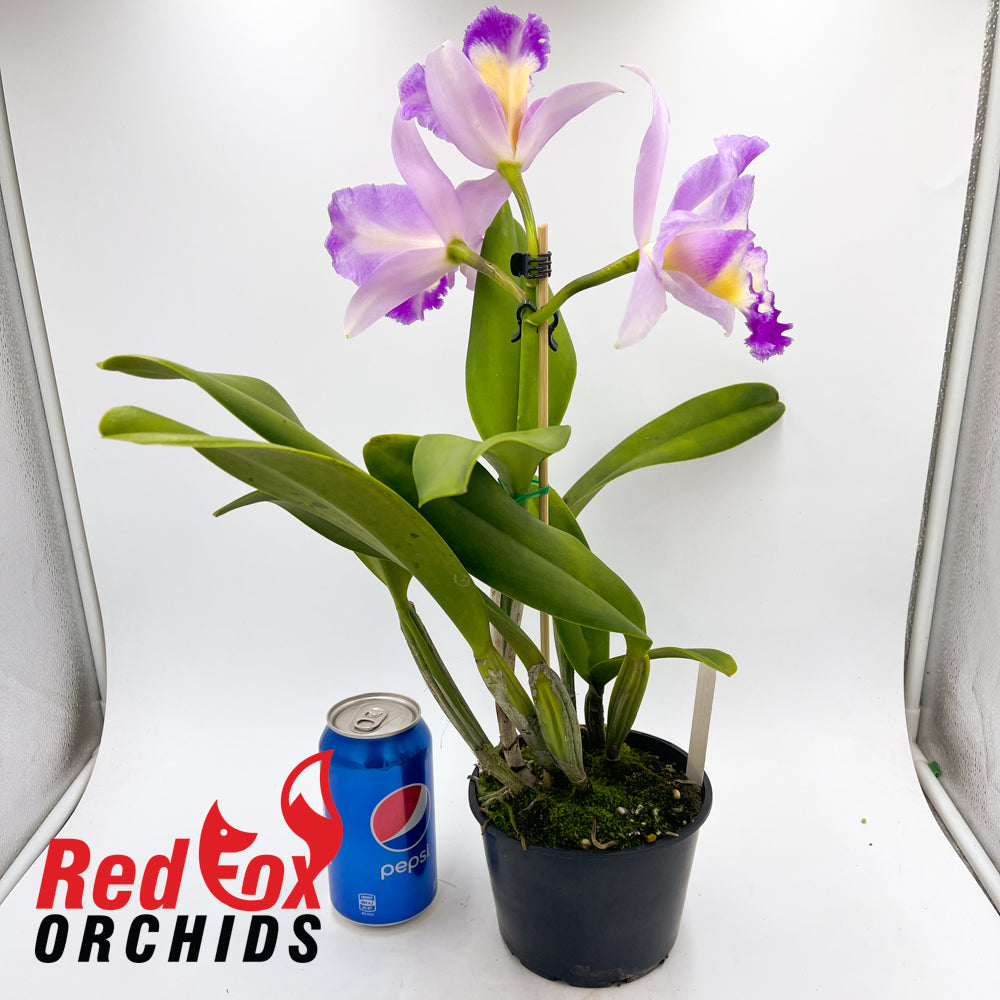 Brassolaeliocattleya Aussie Flare T'nt