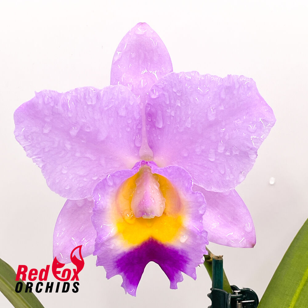Laeliocattleya (Prophesy X C. walkeriana) X Sc. Dal's Choice 'Rudak'
