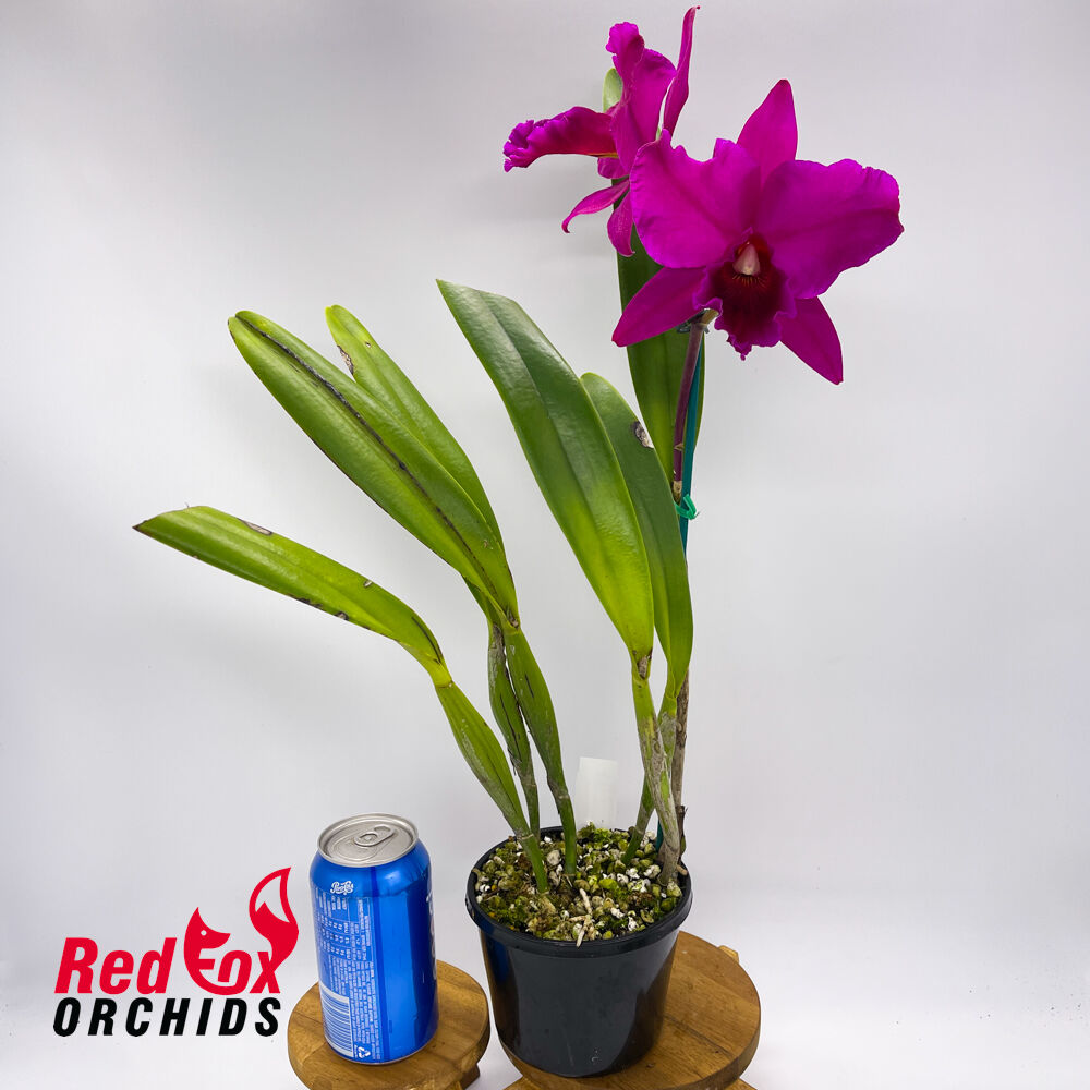 Brassolaeliocattleya Canyon Dusk 'Carmela' X Pot. Sebastian Scalia 'Ruby'