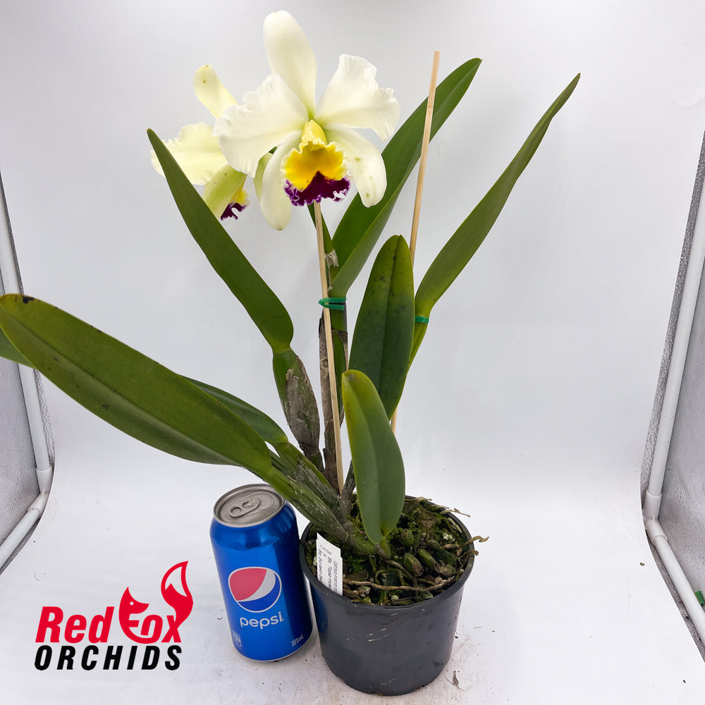 Brassolaeliocattleya Topaz Impact 'V. Good Light Yellow' X Burdekin Bells 'Lynette' (Semi Alba)