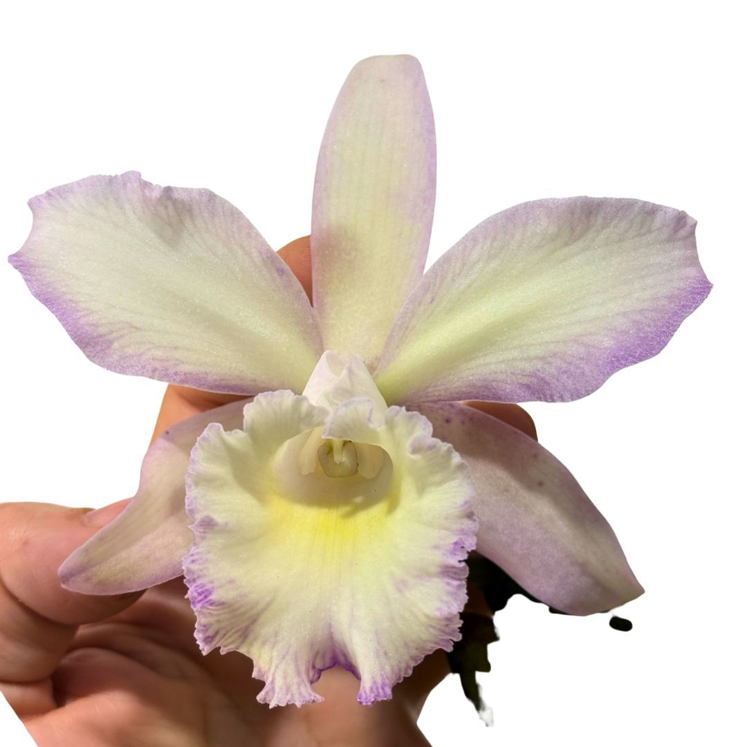 Brassolaeliocattleya Marg Putman (4n) X Brassolaeliocattleya Aussie Sunray T'nt