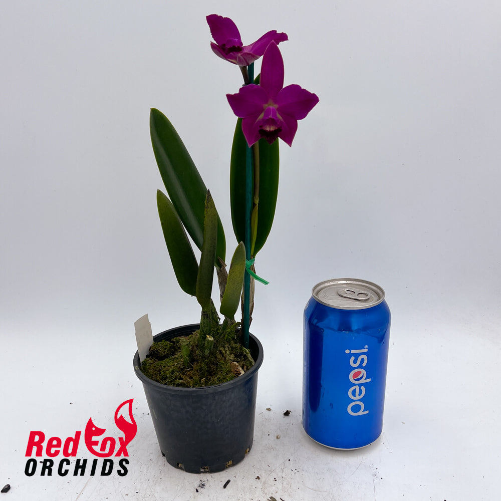 Cattleya Topaz Accalim X Blc. (Love Sound X Aussie Sunset)