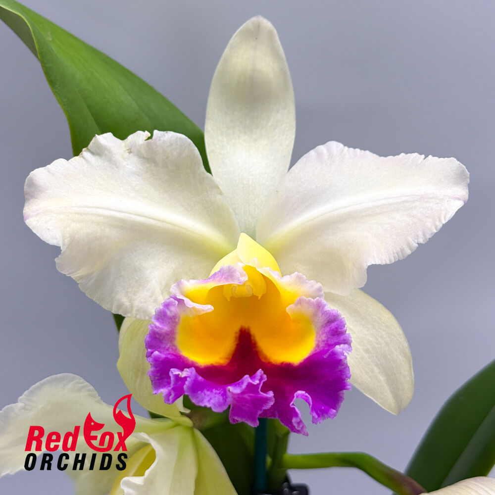 Brassolaeliocattleya Glenn Maidment X Pot. King Midas' Gold