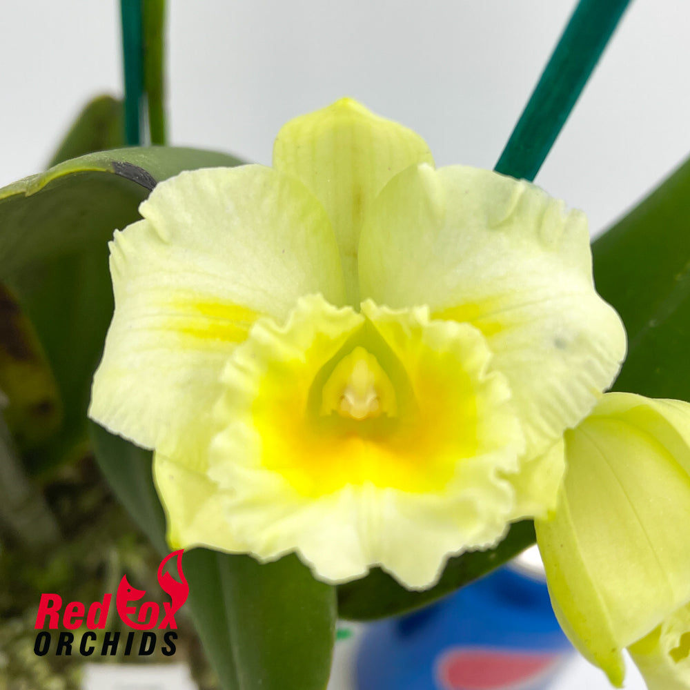 Brassolaeliocattleya Momilani Rainbow 'Buttercup' X Blc. Topaz Joy 'Daffodil'