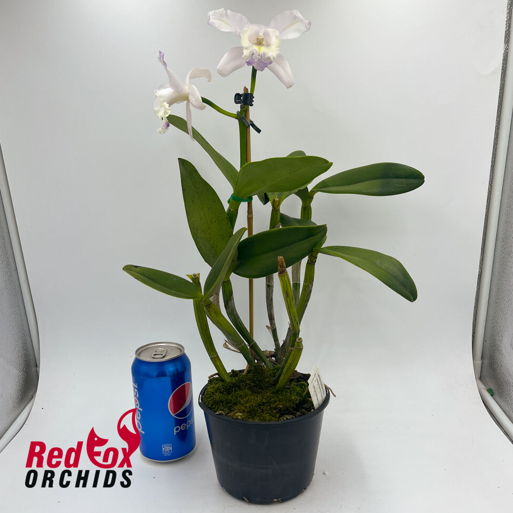 Cattleya Betsy's Azure Sea 'Big & Spots' x intermedia coerulea aquinii