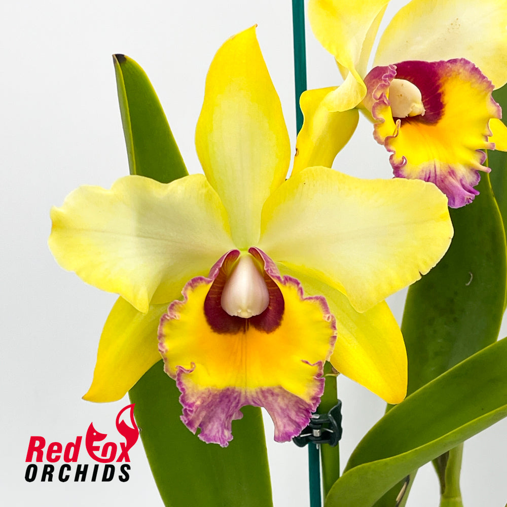 Brassolaeliocattleya Erin Kobayashi 'Lahaina Gold' X C. purpurata var. carnea