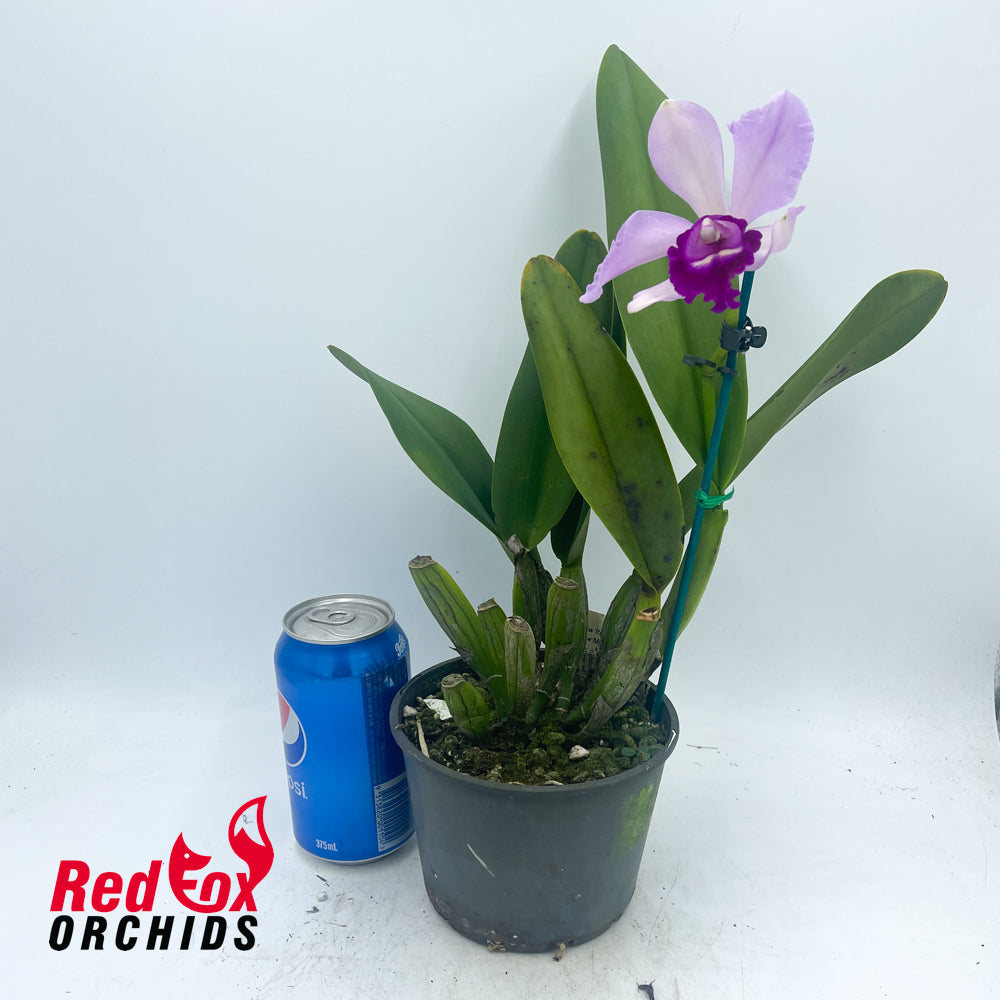 Brassocattleya (island Charm x purpurata) x Brassolaeliocattleya Tzeng-Wen Beauty