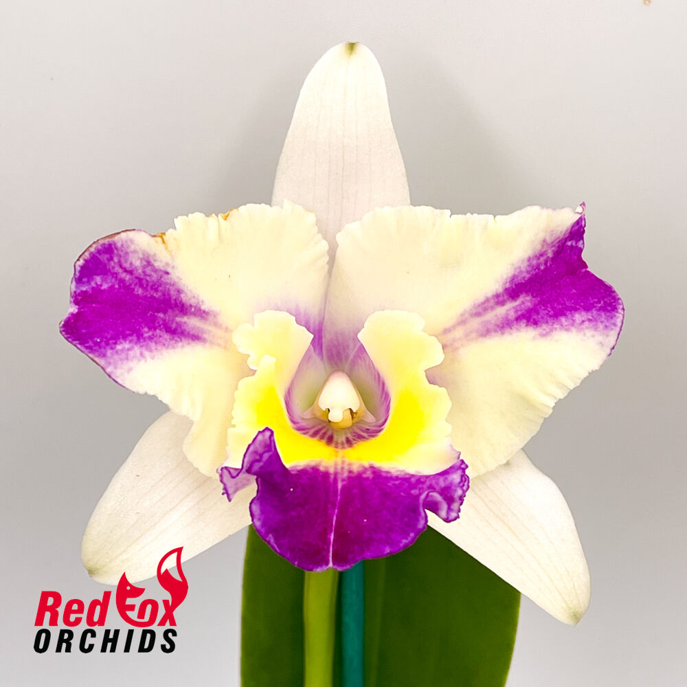 Brassolaeliocattleya Tzeng-Wen Dragon x Brassolaeliocattleya Rosella's Lovely Sunset