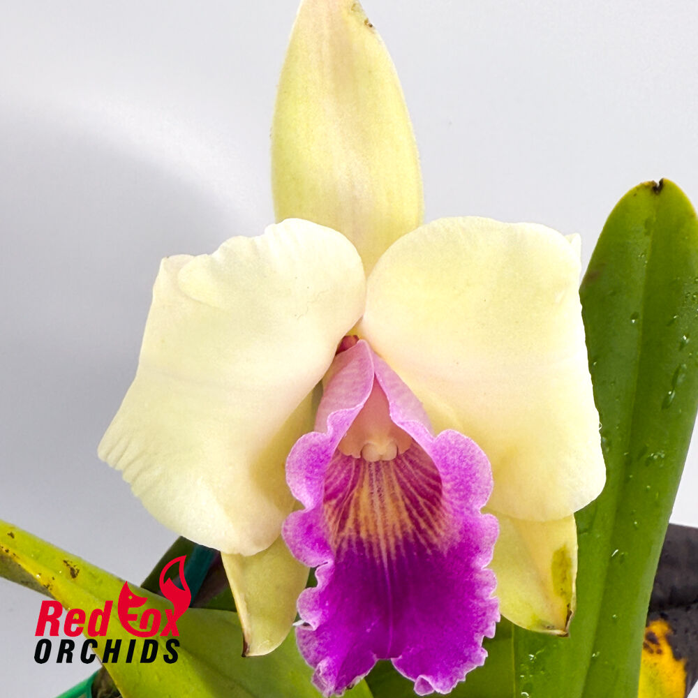 Brassolaeliocattleya Lovely Toshie 'H&R' x (Magic Melody x Haw Yuan Beauty)
