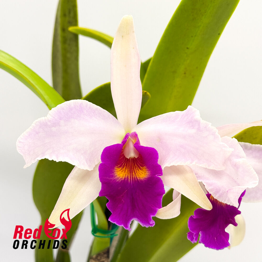 Brassolaeliocattleya Tzeng-Wen Dragon X C. purpurata var. carnea