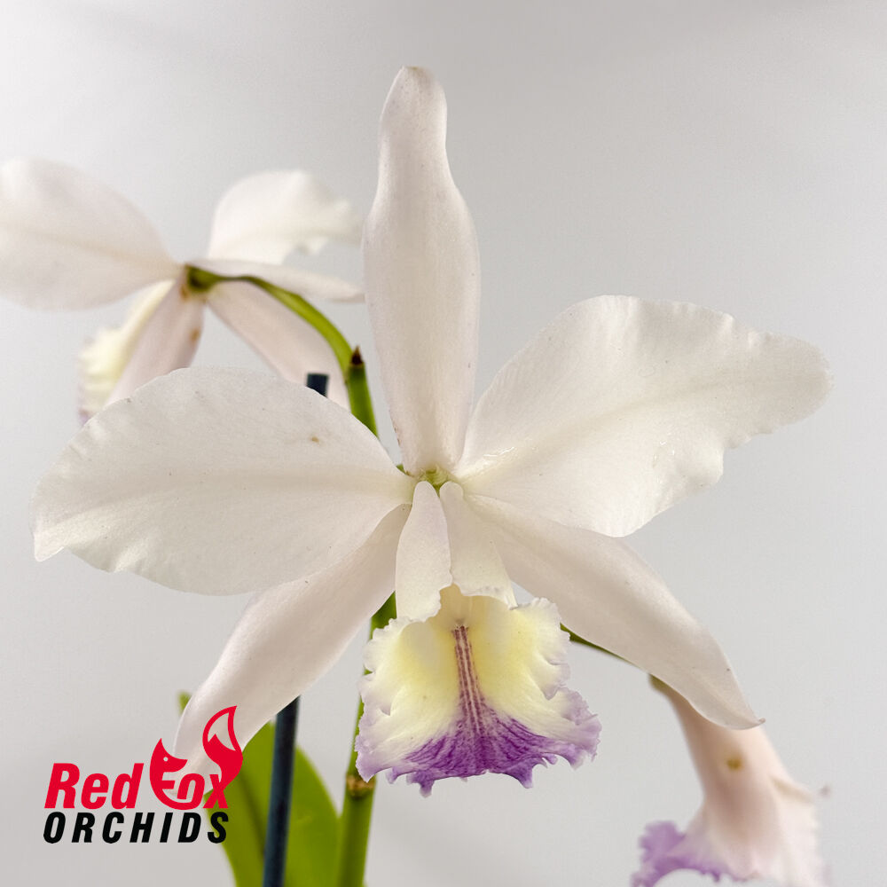 Laeliocattleya C. G. Roebling 'Blue Indigo' X C. Betsy's Azure Sea (4n) Blue