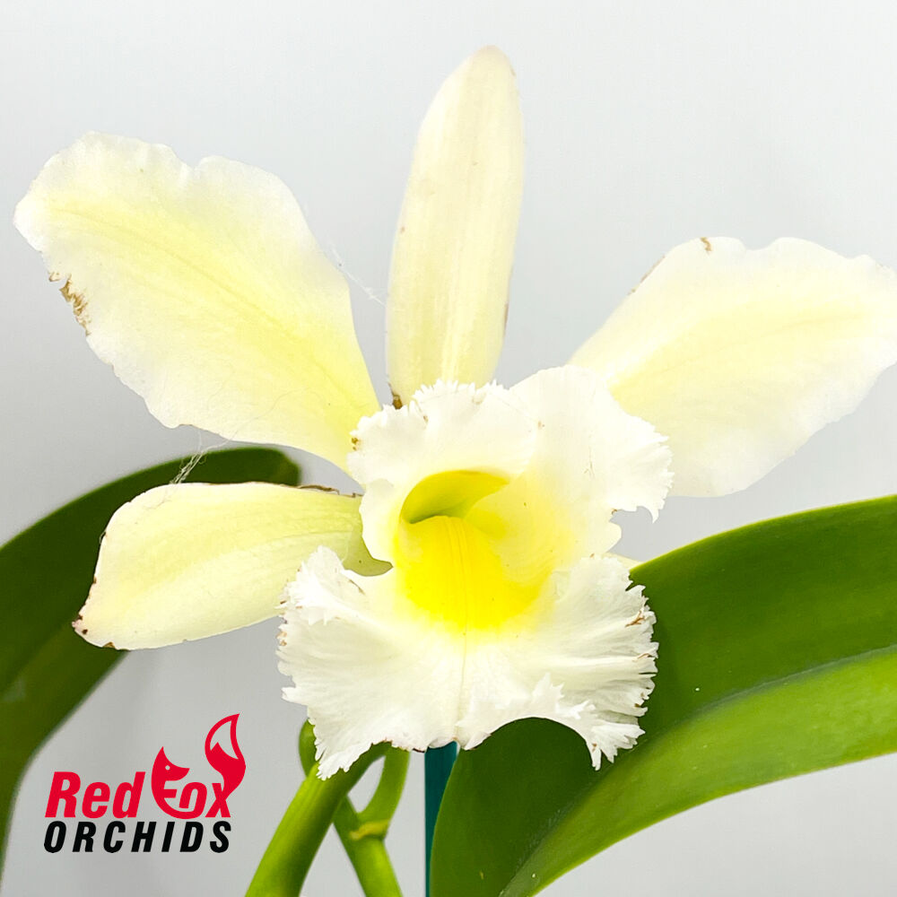 Brassolaeliocattleya Topaz Sublime 'Pink Gold' X Rl. digbyana var. fimbriopetala Eric