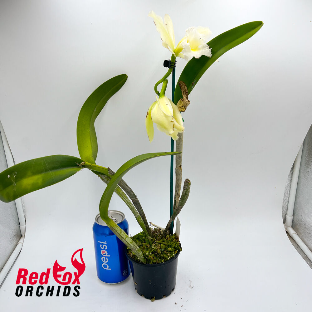 Brassolaeliocattleya Topaz Sublime 'Pink Gold' X Rl. digbyana var. fimbriopetala Eric