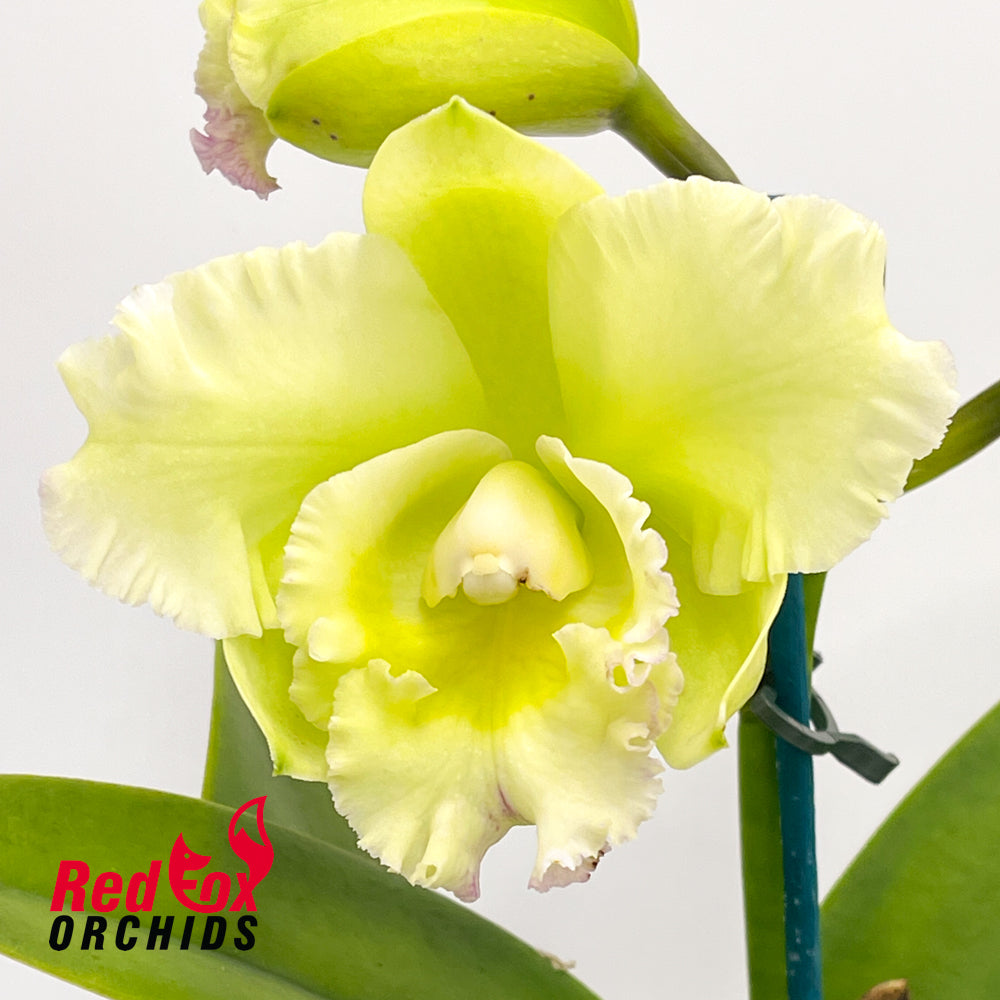 Brassolaeliocattleya Topaz Sublime 'Pink Gold' X Blc. Tsutung Beauty 'C.S.'