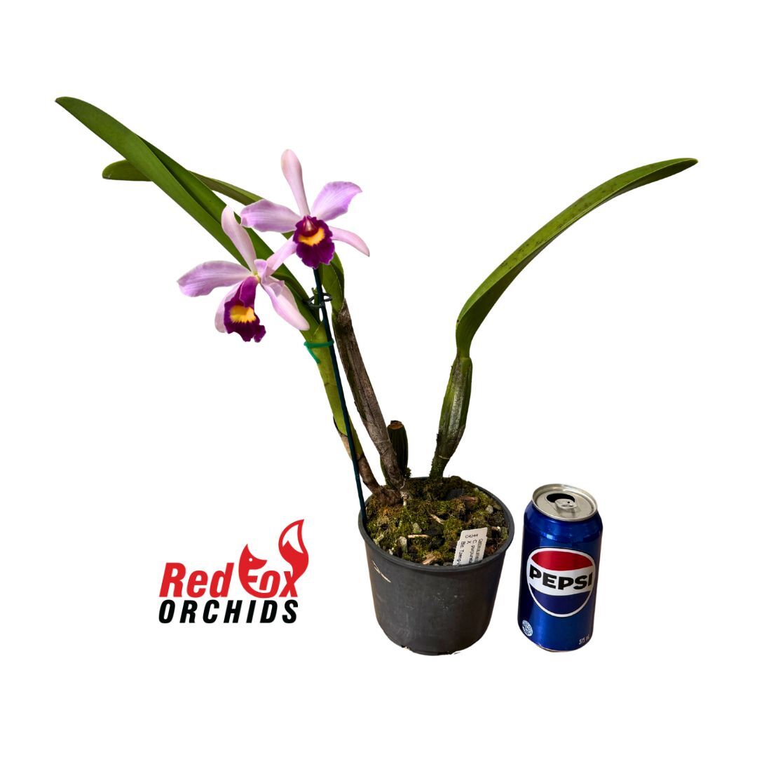 Cattleya purpurata var. carnea 'A' X Blc. Tzeng-Wen Dragon