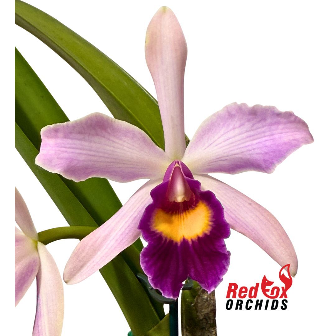 Cattleya purpurata var. carnea 'A' X Blc. Tzeng-Wen Dragon
