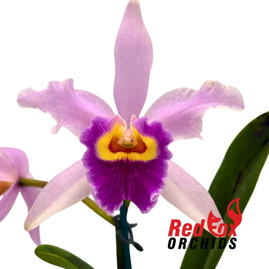 Cattleya Monte Elegante 'Richard' X Pot. Little Magician