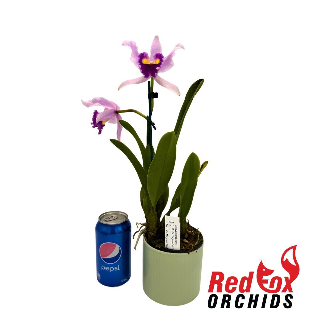 Cattleya Monte Elegante 'Richard' X Pot. Little Magician