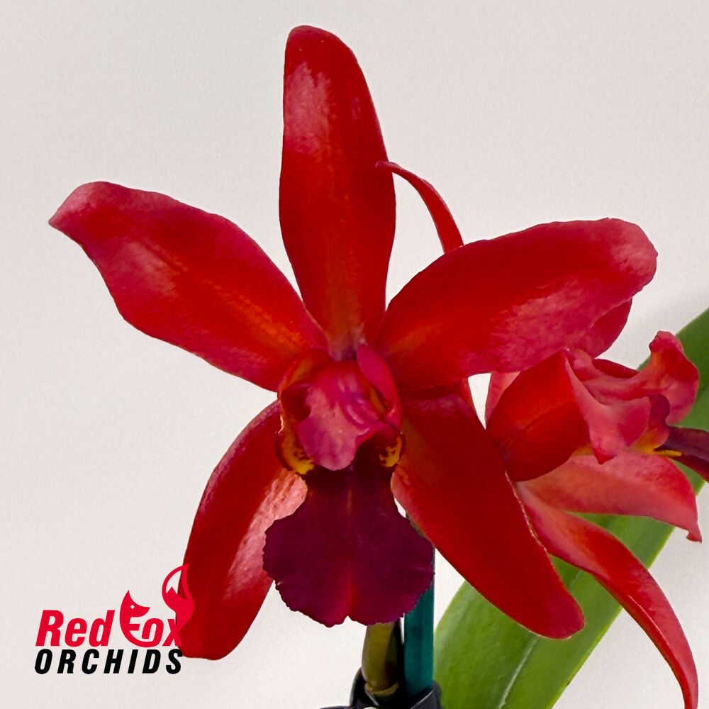 Sophrolaeliocattleya Highland Bauble X C. Deception Drop (4n) 'Red Topaz'
