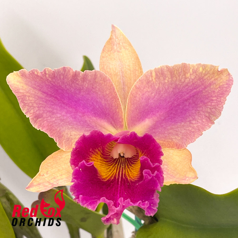 Brassolaeliocattleya Williette Wong 'The Best' AM-AOS X Blc. Hsinying Boy 'Gypsy'