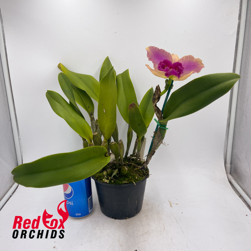 Brassolaeliocattleya Williette Wong 'The Best' AM-AOS X Blc. Hsinying Boy 'Gypsy'