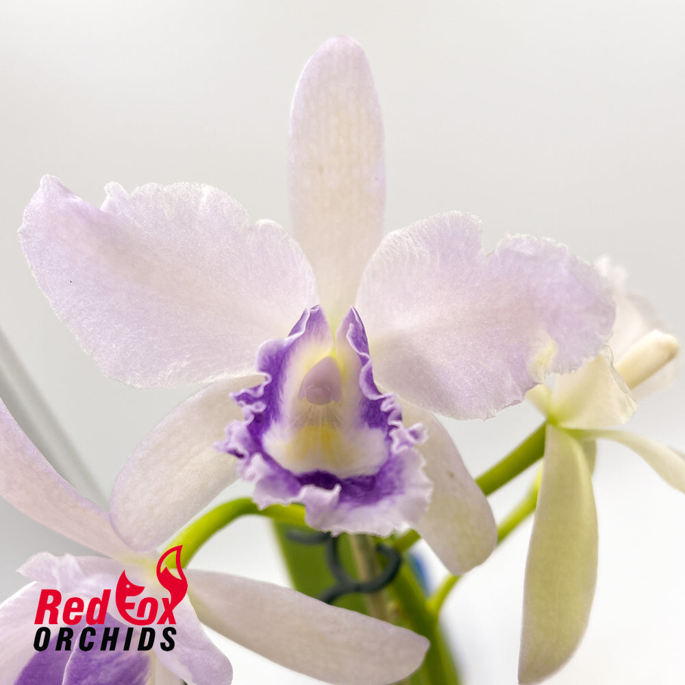 Brassolaeliocattleya Hsinying Bluejay fma. coerulea 'Blue Taiwan'