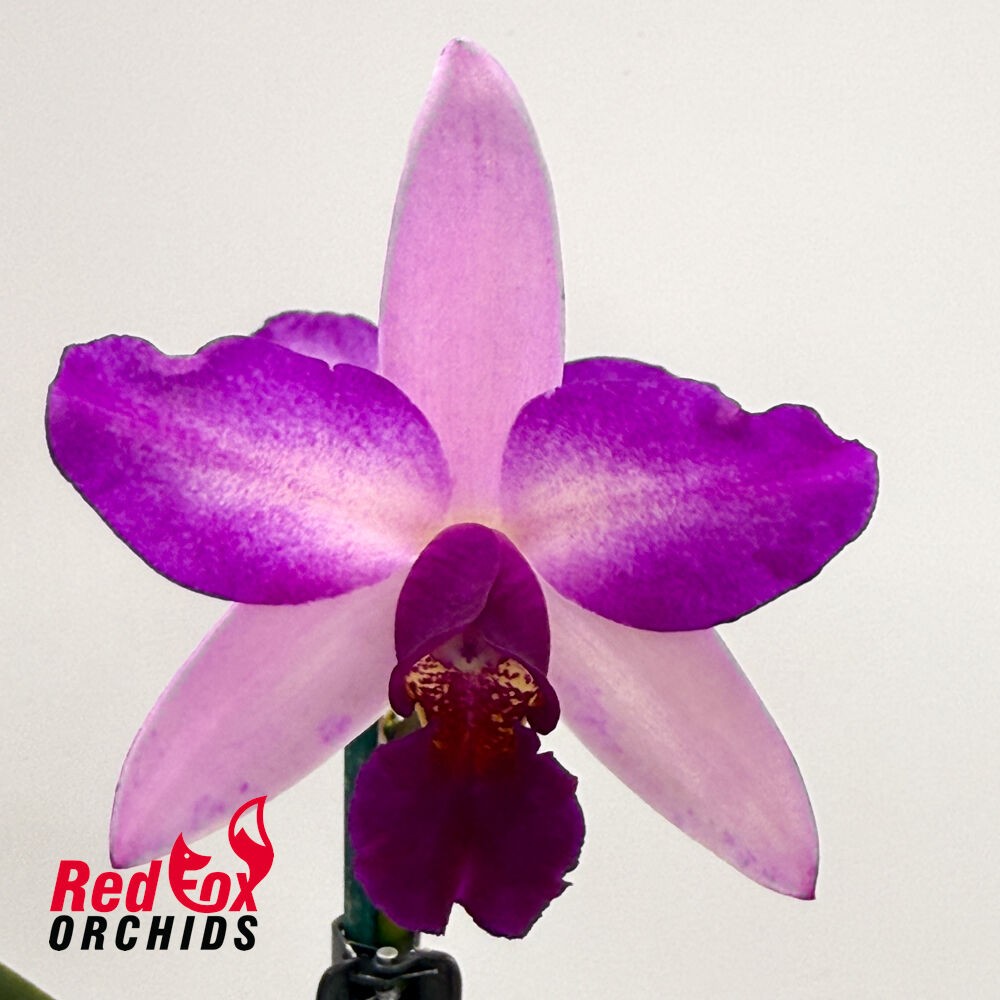 Laeliocattleya Susan Holcombe X Blc. Haw Yuan Beauty 'Hong'