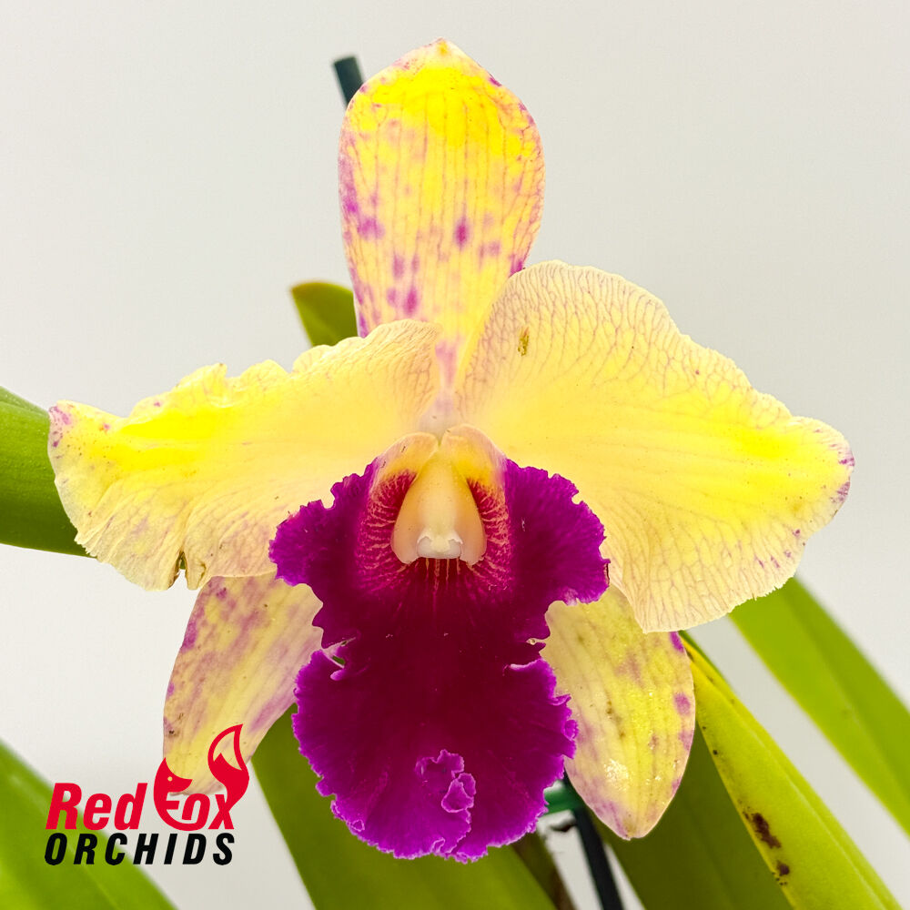 Brassolaeliocattleya George King 'Southern Cross' X Pot. Deception Variable 'Good Yellow'
