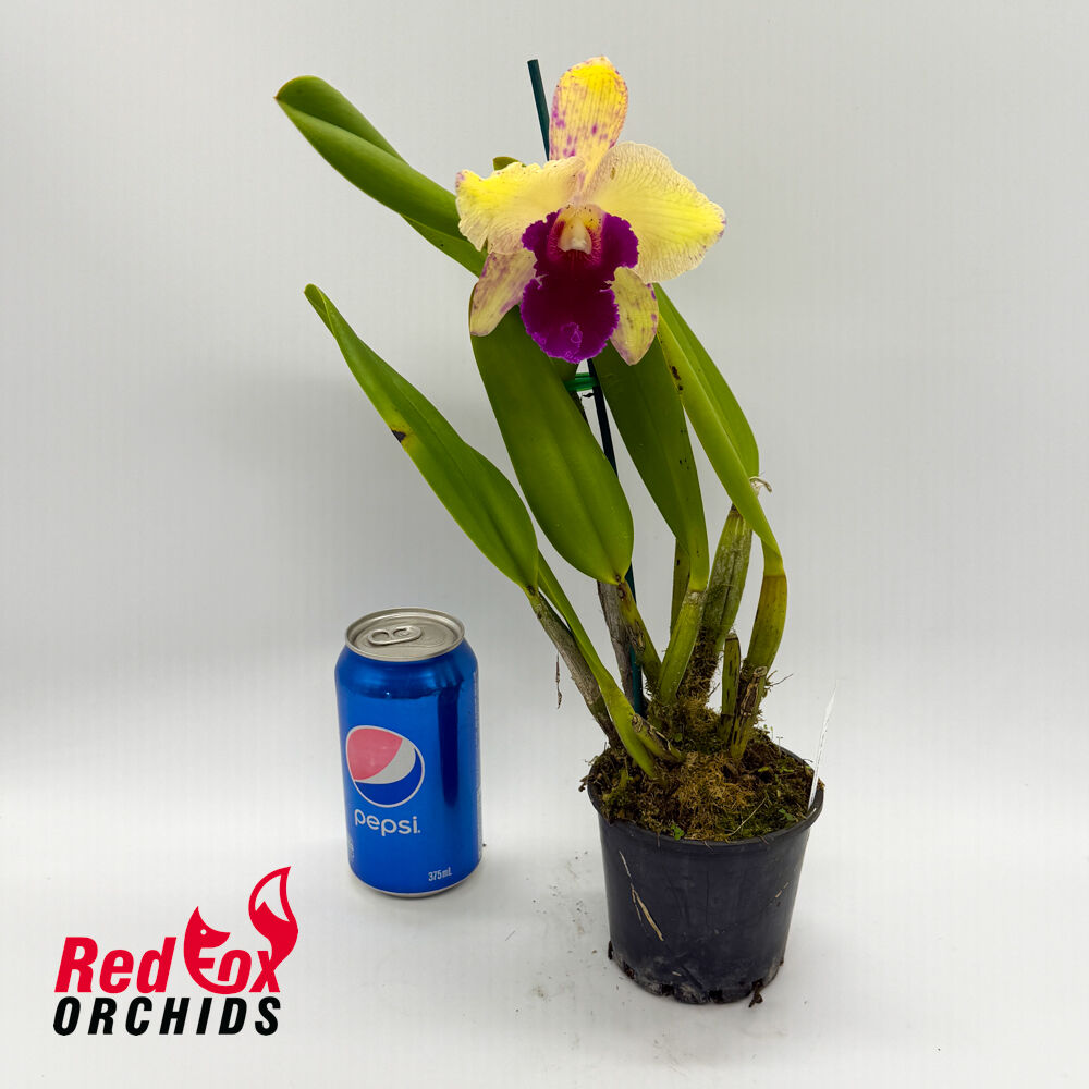 Brassolaeliocattleya George King 'Southern Cross' X Pot. Deception Variable 'Good Yellow'