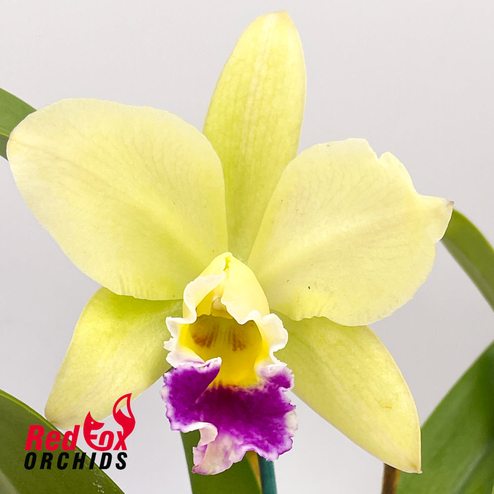 Brassolaeliocattleya Greenwich 'Elmhurst' x Goldenzelle 'Lemon Chiffon'